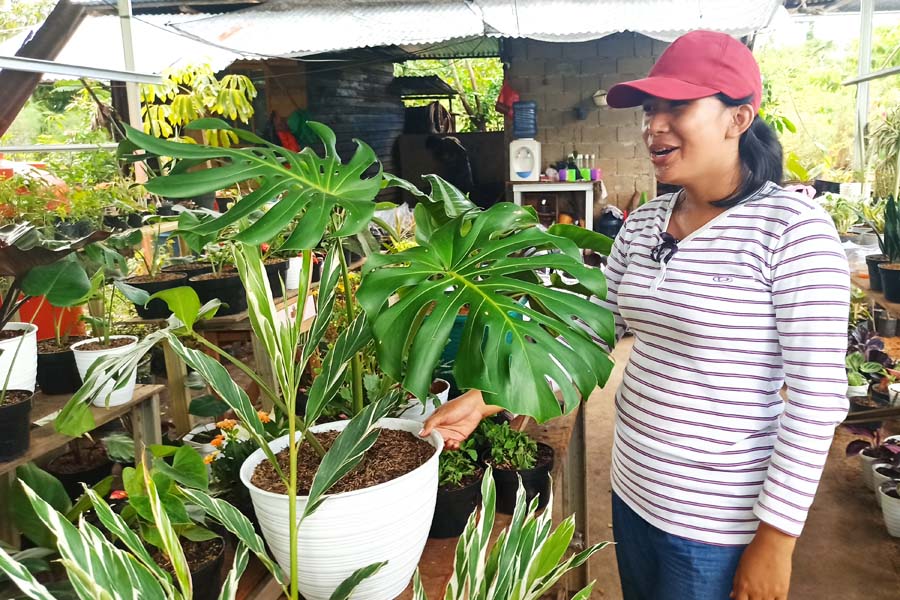 MONSTERA: Seorang pedagang tanaman di kawasan GOR Pangsuma Pontianak menunjukkan koleksi tanaman monstera miliknya. Harga tumbuhan tropis ini melejit di tengah krisis Covid-19.  ARISTONO/PONTIANAK POST