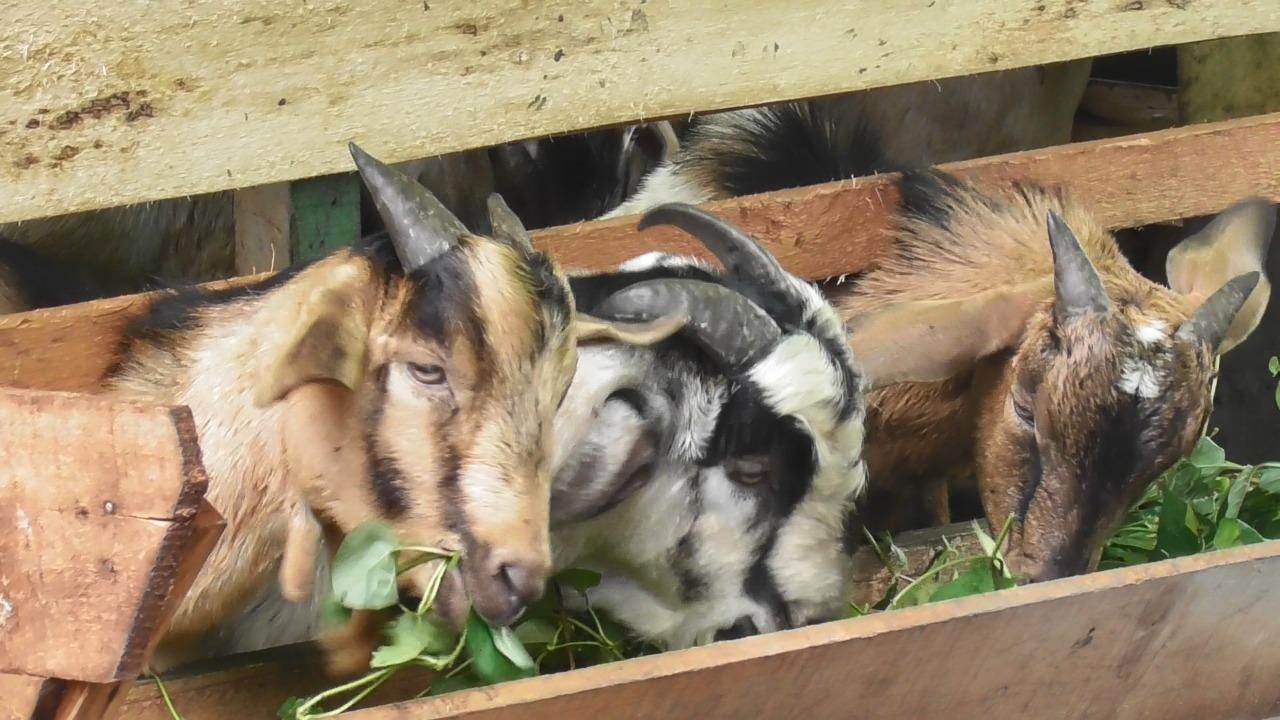 MENURUN: Kambing kurban dijajakan di Jalan Uray Bawadi, Pontianak Kota. Tahun ini daya beli masyarakat cenderung menurun.  ARIEF NUGROHO/PONTIANAK POST