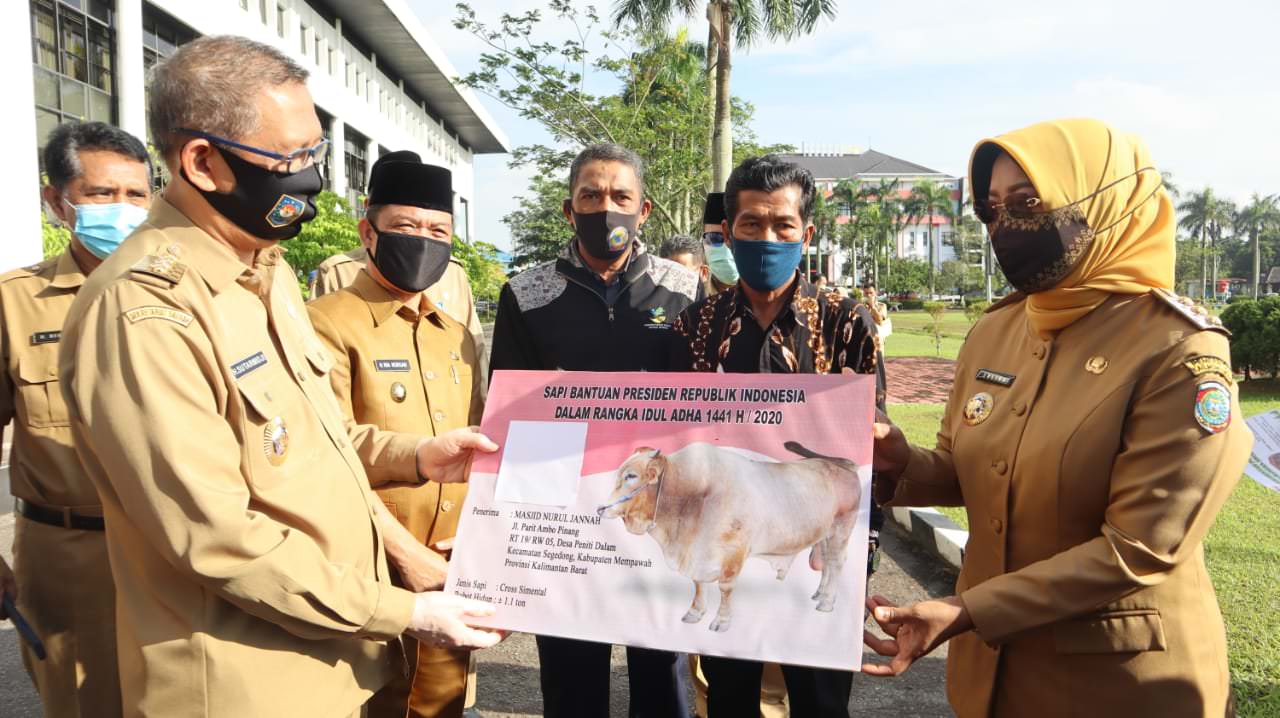SAPI PRESIDEN: Gubernur Kalbar Sutarmidji saat penyerahan sapi bantuan presiden kepada Bupati Mempawah, Erlina di halaman Kantor Gubernur Kalbar, Rabu (28/7) pagi. BIRO ADPIM FOR PONTIANAK POST