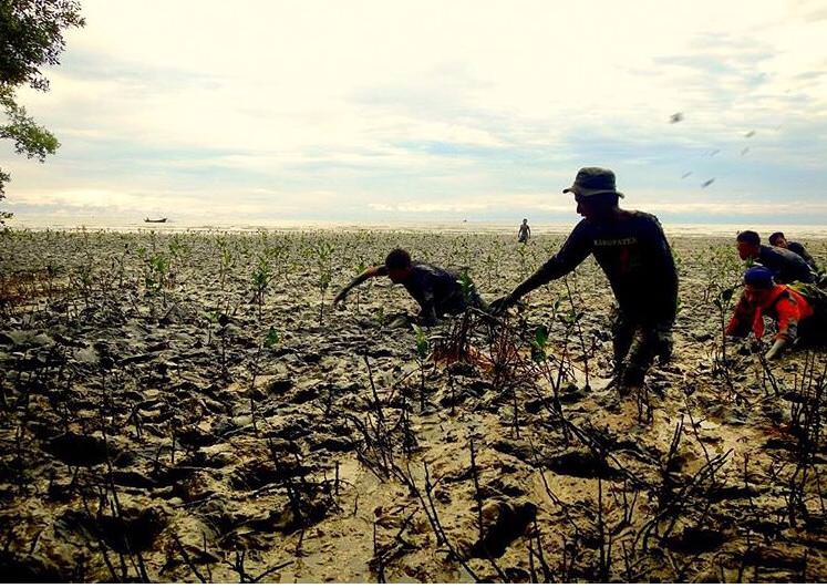 PENANAMAN: Sejumlah warga tengah menanam mangrove di pantai yang tergerus abrasi.  ARIEF NUGROHO/PONTIANAK POST