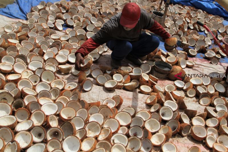 KOPRA: Petani kopra putih menjemur kelapanya di halaman rumahnya di Kelurahan Petoaha, Kecamatan Abeli, Kendari, Sulawesi Tenggara, tahun lalu. Dari Rp6 ribu per kilogram harga kopra naik Rp6.500. ANTARA FOTO/Jojon/