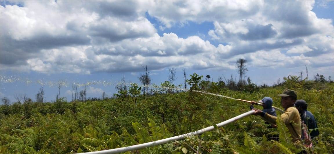 ANTISIPASI KARHUTLA: Masyarakat Peduli Api (MPA) Desa Tri Mandayan, Kecamatan Teluk Keramat sedang melakukan pembasahan lahan gambut, Sabtu (22/8).  Dokumen Badan Restorasi Gambut