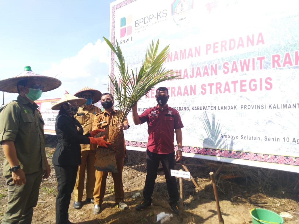 PEREMAJAAN SAWIT: Bupati Landak, Karolin menghadiri penanaman perdana program Peremajaan Sawit Rakyat (PSR) di Dusun Seluang Danau, Desa Amboyo Selatan. SITI SULBIYAH/PONTIANAK POST