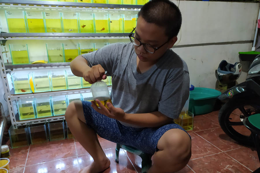 NAIK DAUN: Ikan cupang yang sedang naik daun menjadi berkah tersendiri bagi Budianto yang hobi memelihara dan mengembangbiakkan ikan cantik ini.  ARIS MUNANDAR/PONTIANAK POST