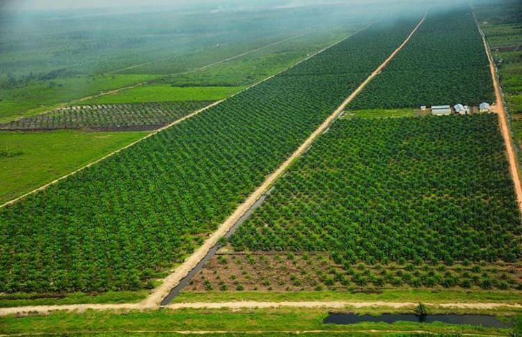 SEKTOR ANDALAN: Pandemi Covid-19 memukul hampir semua sektor ekonomi. Meski demikian, pada Triwulan II lalu, ekspor Kalbar justru meningkat, terutama komoditas perkebunan dan pertambangan. Sektor inilah yang mampu menopang pertumbuhan.     DOK PONTIANA