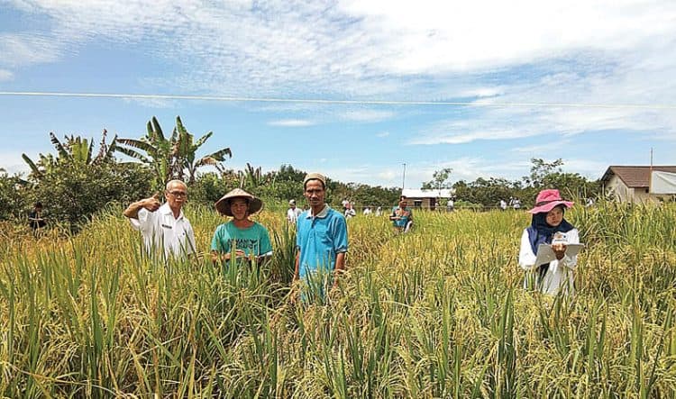 TERUS BERINOVASI: Susilawati (kanan) sedang memeriksa tanaman padi dari komunitas petani padi yang didampinginya. Foto kanan, drone hasil inovasi balitbangtan yang sudah diujikan di lahan percontohan food estate.  DOKUMENTASI SUSILAWATI/ LILIK TRI MULYANT