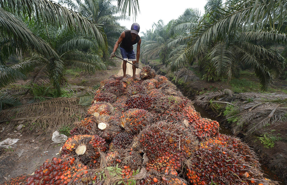 Petani saat memanen sawit.