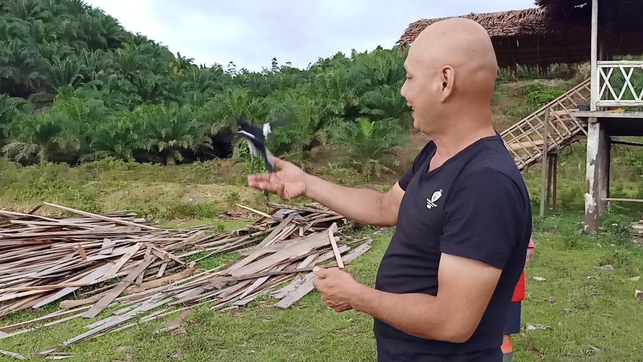 LEPAS LIAR : Salah seorang warga di Kabupaten Bengkayang, Edison Akong saat melepas liarkan tiga burung satwa asli Kalbar, yakni burung murai batu borneo dan burung kacer kea lam terbuka, kemarin sore.IST