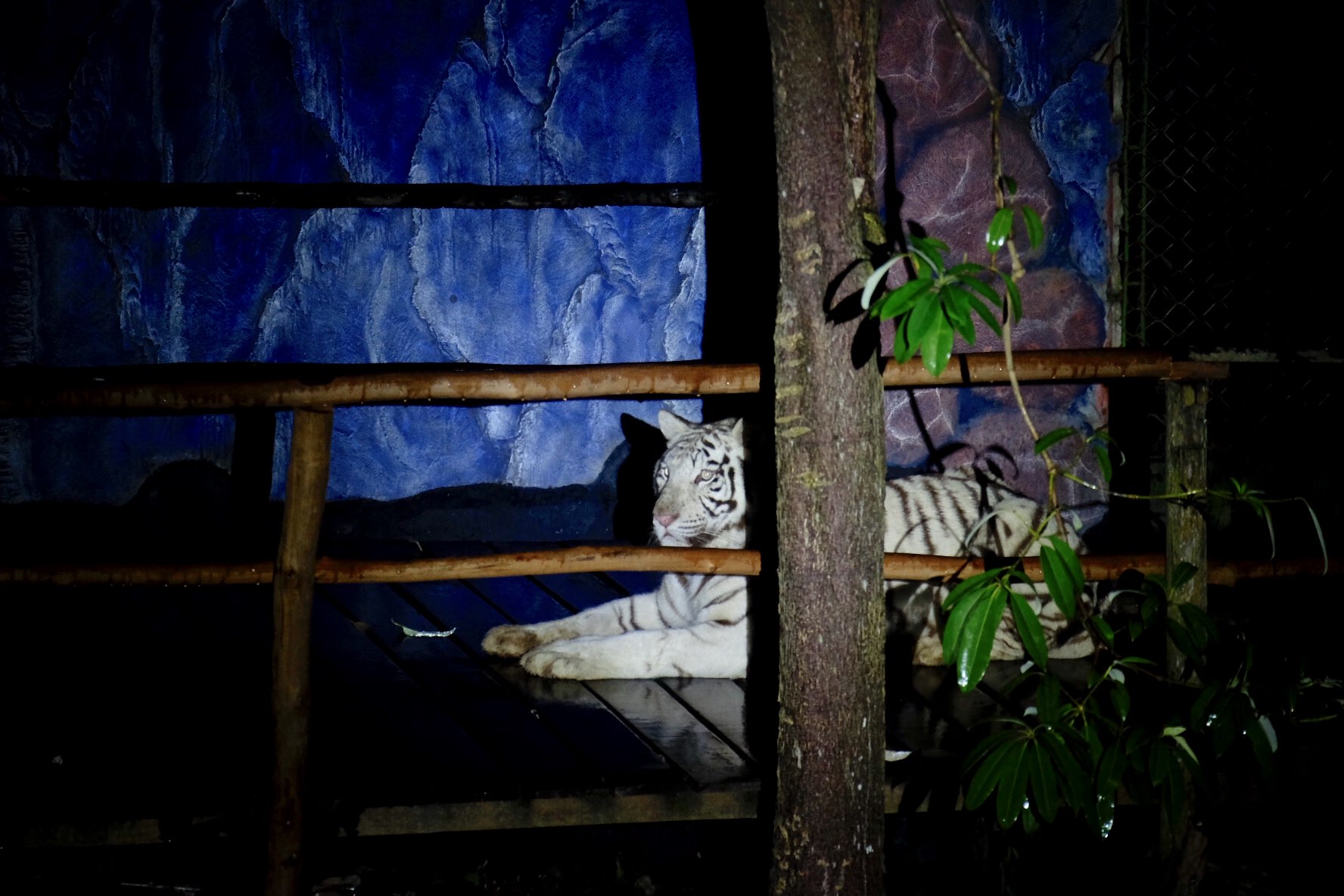 Tora, satu dari dua harimau yang lepas terlihat oleh tim pengintai di Sinka Zoo, Sabtu (6/2) pukul 02.00 dini hari. foto Shando Safela