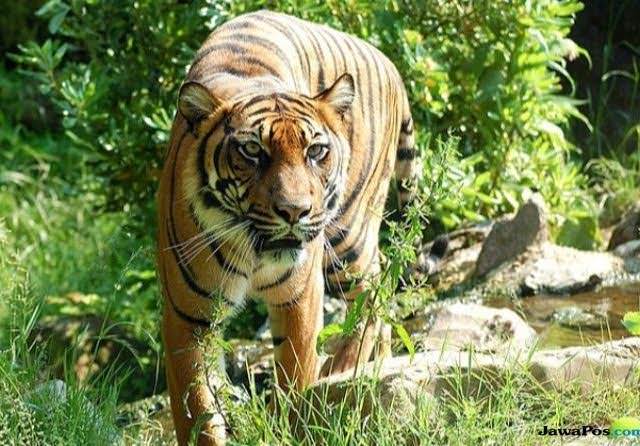 Ilustrasi Harimau. jawapos.com