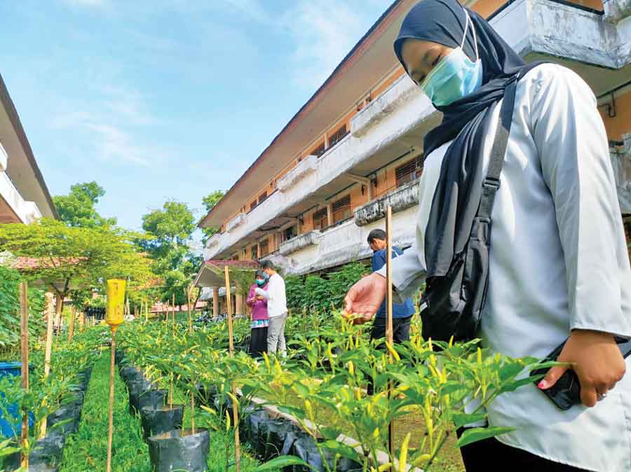SAYUR: Pekarangan Untan Village miliki belasan jenis tanaman sayur dan buah-buahan. MIRZA/PONTIANAKPOST