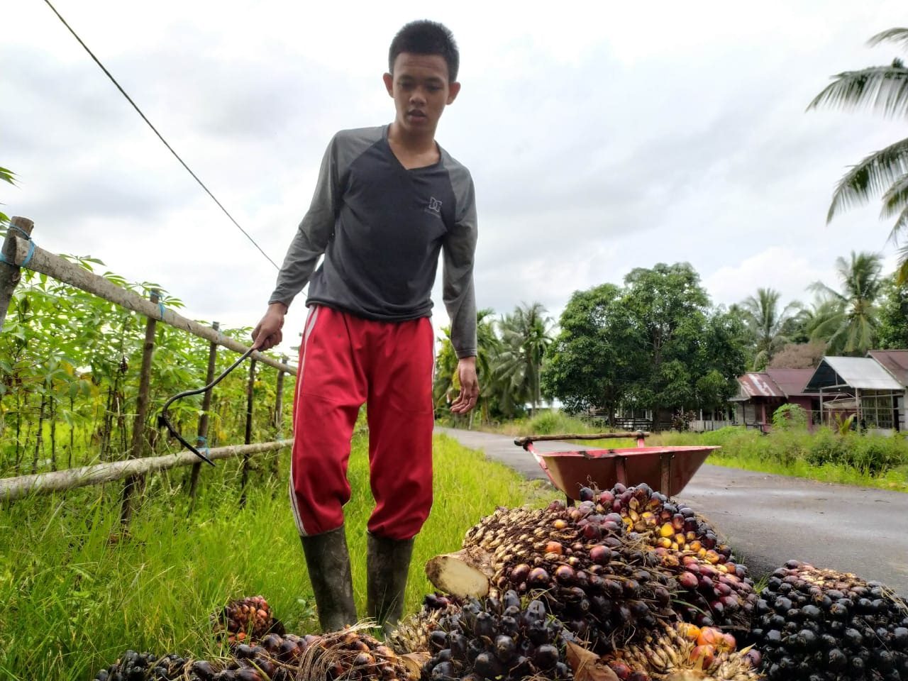 ///PANEN SAWIT: Warga Simpang Hilir, Abdul Ajis usai panen tandan buat segar sawit di kebun miliknya. ISTIMEWA///