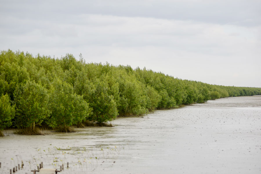 BENTENG ALAM: Kawasan mangrove perlu dijaga kelestariannya sebagai benteng alami bagi suatu wilayah. Foto bawah, Kepala Badan Restorasi Gambut dan Mangrove (BRGM) Hartono melakukan penanaman mangrove di Mempawah Mangrove Park, kemarin. ARIEF NUGROHO/PONTI