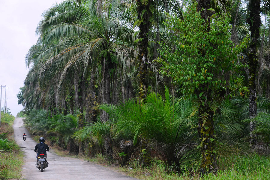 MENJULANG : Pohon sawit tua berusia sekitar 30 tahun di Kecamatan Ngabang, Kabupaten Landak, tampak menjulang tinggi. Pohon-pohon sawit yang kurang produktif ini layak untuk diremajakan. HARYADI/PONTIANAK POST