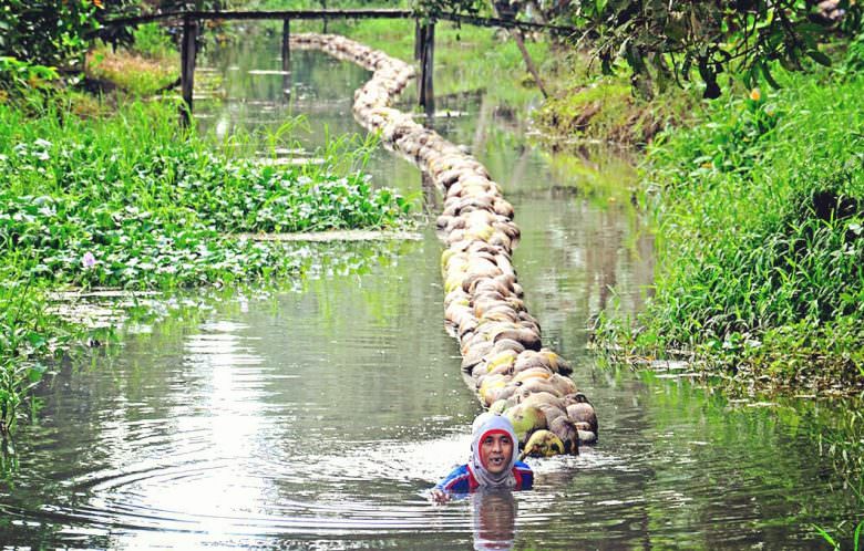 KELAPA: Warga di Desa Punggur Kecil, Kecamatan Kakap, Kubu Raya saat beraktivitas mengolah kelapa. Warga di sana masih banyak yang mengandalkan hasil perkebunan kelapa guna menjadi penopang hidup. DOK/PONTIANAKPOST