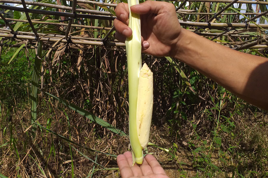 TEBU TELUR: Saat mengupas bagian pucuk tebu, akan menemukan isi semacam sekumpulan telur ikan yang berwarna agak kekuning-kuningan. MARSITA RIANDINI/PONTIANAKPOST