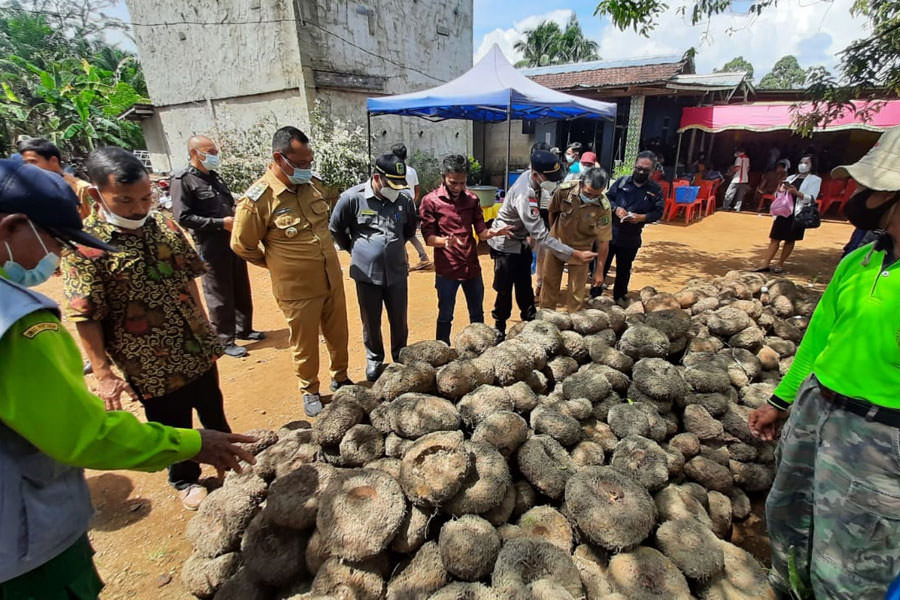 TANDANG : Bupati Bengkayang, Sebastianus Darwis saat bertandang ke lokasi budidaya porang milik Poktan di Desa Mayak, Kecamatan Seluas, Kabupaten Bengkayang. HUMPRO