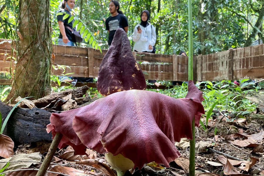 MEKAR: Pengelola Arboretum Sylva Untan menunjukan Bunga Bangkai jenis Amorphophallus Paeoniifolius yang mekar di Kawasan itu. ARIEF NUGROHO/PONTIANAK POST