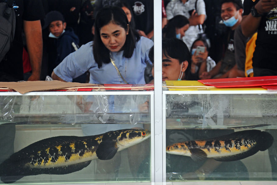 LAGI NGEHITS: Pengunjung mengamati ikan chana (Snakehead) dalam acara kontes ikan chana yang dilaksanakan di Pusat Promosi dan Pemasaran Produk Ikan Non Konsumsi Kalimantan Barat Jalan Jenderal Ahmad Yani, Minggu (6/6). HARYADI/PONTIANAKPOST