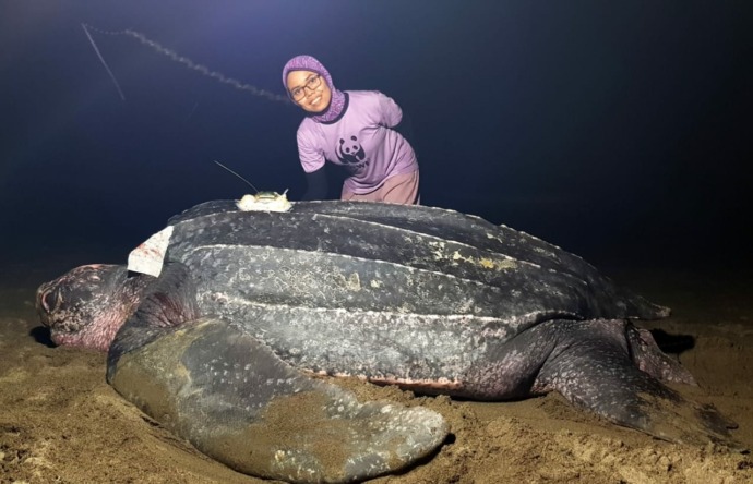 Dwi sedang melakukan penelitian terhadap pola migrasi penyu belimbing. Untuk mengetahui pergerakan penyu diperlukan pemasangan alat di tubuh penyu. (IST)
