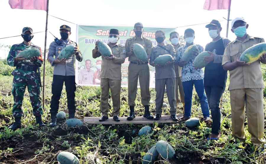 MELIMPAH: Panen buah semangka di Desa Parit Banjar turut dihadiri Wabup, Muhammad Pagi. WAHYU ISMIR/PONTIANAK POST