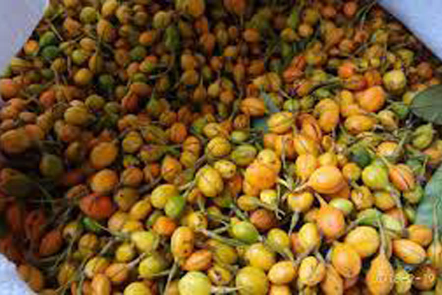 Buah Gaharu