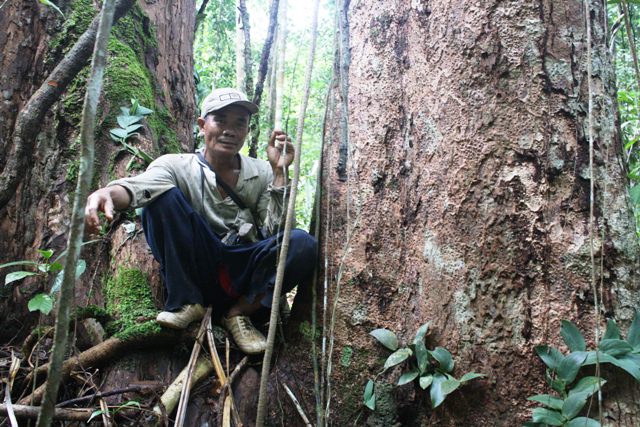 HUTAN ADAT: Damianus Nadu, berjuang mempertahankan hutan adat yang tersisa di desanya di Bengkayang, Kalimantan Barat. Perjuangan ini membuahkan penghargaan Kalpataru dari Kementerian Lingkungan Hidup dan Kehutanan (KLHK), Kamis (14/10). HERIYANTO/PONTIAN