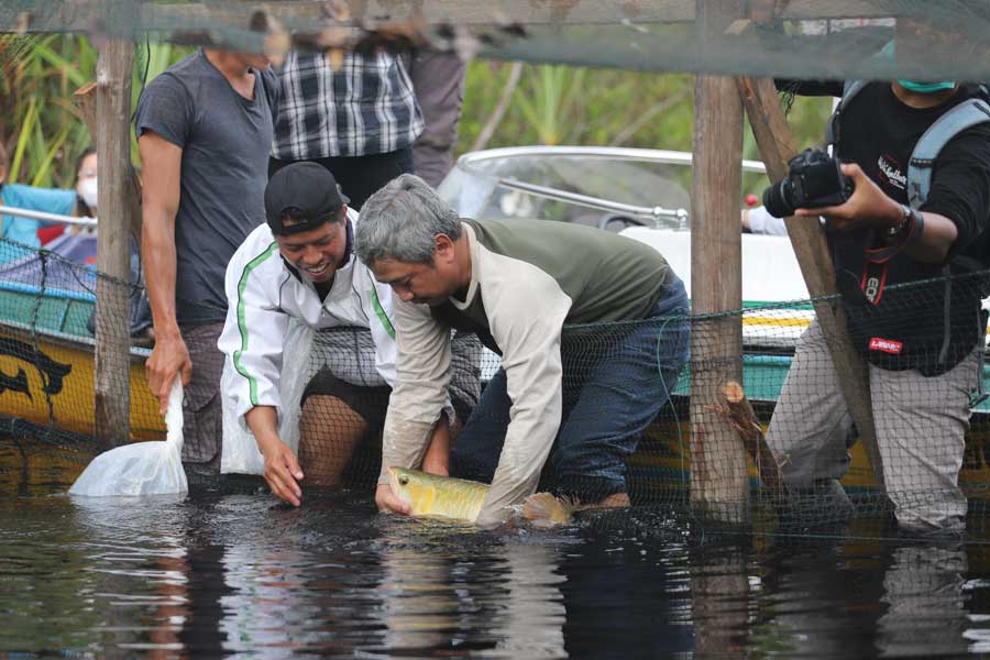 DILEPAS KE DANAU: Satu dari 26 ikan arwana super red dilepaskan ke habitat aslinya di Kawasan Taman Nasional Danau Sentarum. (Istimewa)