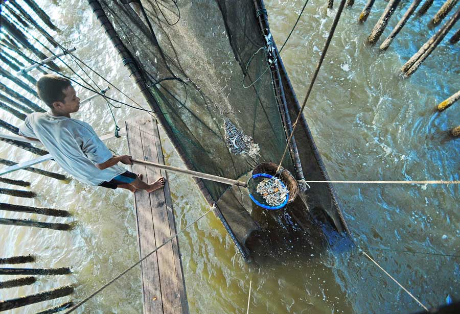 ANGKAT IKAN: Nelayan ikan jermal di Desa Dabong, Kecamatan Kubu, Kabupaten Kubu Raya. Nelayan di sana menggunakan alat tangkap jermal sebagai cara menangkap ikan, meski sekarang mulai berkurang penggunaan alat tangkap tersebut. HARYADI/PONTIANAK POST