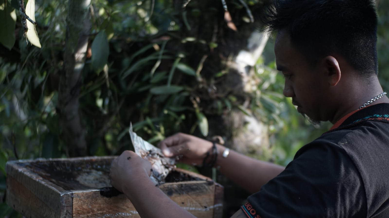 PANEN MADU: Yayat Aryadi (31), satu di antara warga Desa Sedahan Jaya, Kecamatan Sukadana, memanen madu kelulut di pekarangannya. DANANG PRASETYO/PONTIANAK POST