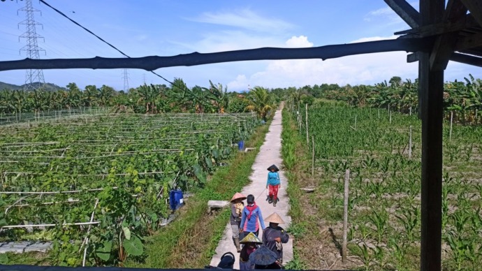 HORTIKULTURA: Para petani perempuan berjalan di antara kebun sayur Poktan JAS-B, Singkawang. Lahan 90 hektare ini memiliki aneka ragam tanaman sayur-mayur dan buah-buahan. (Aristono/Pontianak Post)