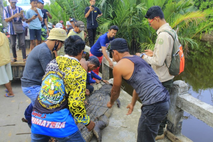 LEPASLIARKAN : Buaya di Dusun Kepuyu RT 10, Desa Tanjung Satai, Kecamatan Pulau Maya, Kabupaten Kayong Utara, Kalimantan Barat, ditangkap warga Senin (21/2) kemarin telah dilepasliarkan bersama jumlah pihak terkait maupun masyarakat, Selasa (22/2).  (SKW