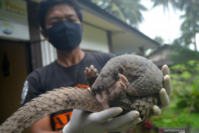 Ilustrasi trenggiling. (Antara Foto)