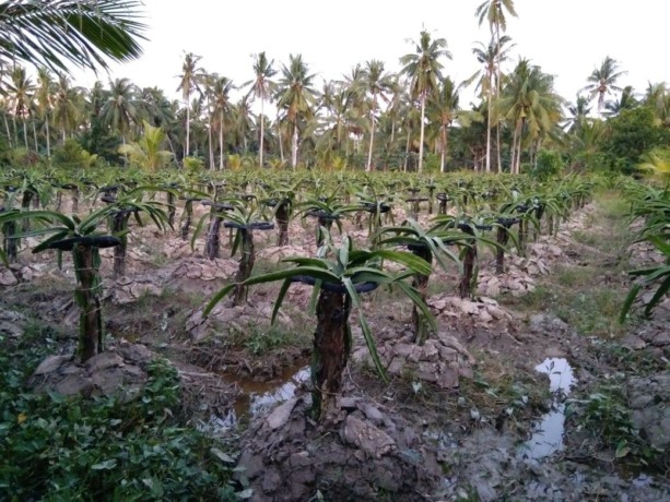 ANJLOK: Buah naga menjadi salah satu potensi, namun ketika panen raya harga anjlok, petani pun melarikan buah naga hasil panen ke Pontianak. (OZY/PONTIANAKPOST)