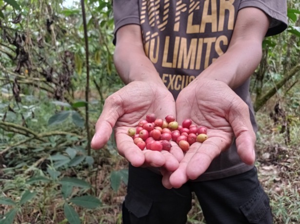 KOMODITI KOPI: Petani kopi di Parit Banyuatis, Desa Pasak Piang, Kubu Raya mmenunjukkan biji kopi yang ditanam di kebunnya. Kopi sempat menjadi komoditas primadona di Desa Pasak Piang. (Meidy Khadafi/Pontianak Post)