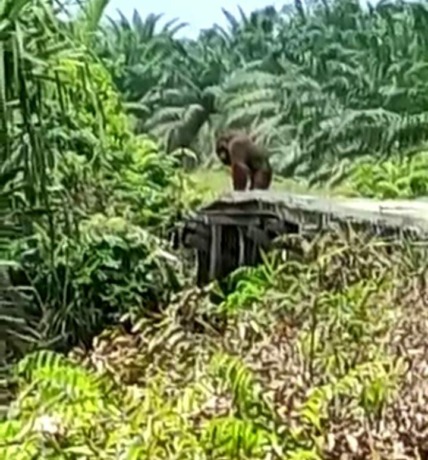 Penampakan seekor orangutan di sekitar perkebunan sawit, Desa Sungai Sepeti, Kecamatan Seponti, Kabupaten Kayong Utara, Kalimantan Barat. (IST)