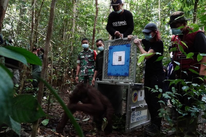 PELEPASLIARAN ORANGUTAN: Lima orangutan dilepasliarkan di kawasan Taman Nasional Bukit Baka Bukit Raya di Kabupaten Melawi, Kalbar. (ANTARA/HO-YIARI)