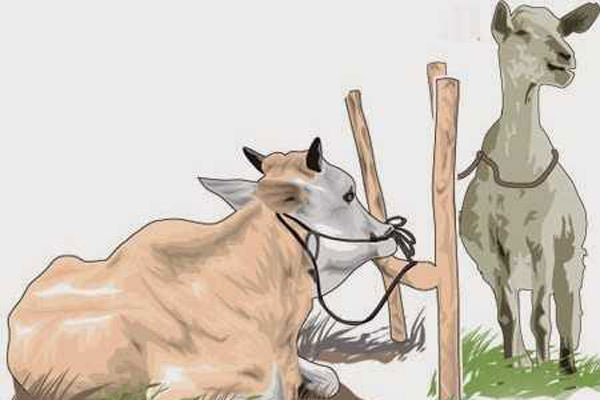 Ilustras hewan qurban sapi. (IST)