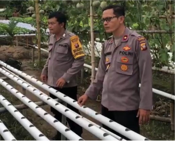 HIDROPONIK : Bripka Arwantus Ricky di lokasi pertanian hidroponik di Dusun Sidorejo, Desa Sedahan Jaya, Kecamatan Sukadana, Kabupaten Kayong Utara. Waka Polres Kayong Utara, Kompol Adi Nugroho meninjau langsung. Istimewa
