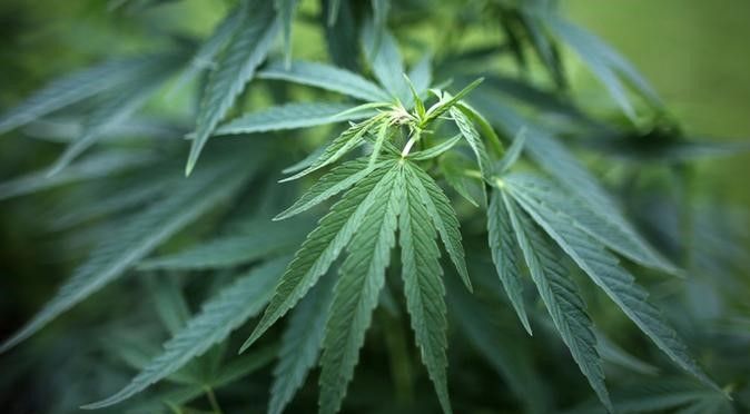 MEDIS: Ilustrasi tanaman ganja. Polri akan melakukan pengawasan ketat apabila rencana ganja digunakan untuk medis direalisasikan. ISTIMEWA
