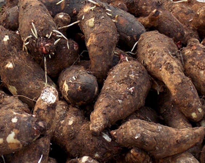 Umbi-umbian pengganti beras.