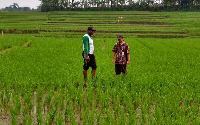 Ilustrasi Sawah (Jawa Pos)