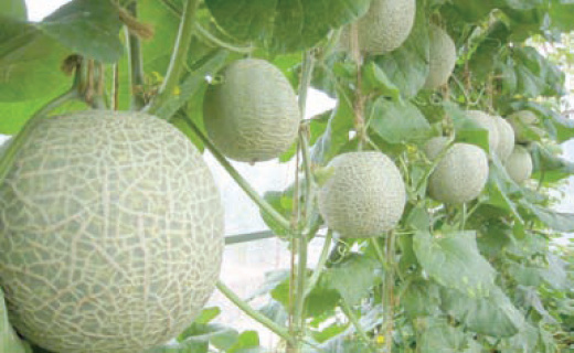 Ilustrasi Melon