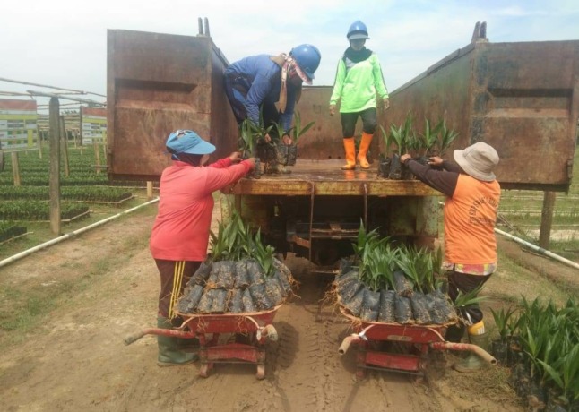 PINDAH BIBIT: Para petani sedang memindahkan bibit kelapa sawit ke media tanam yang sudah disiapkan. Kelapa sawit menjadi komoditas primadona di dunia. 2025, pemerintah RI menargetkan seluruh sistem pengelolaan kelapa sawit di indonesia harus tersertifika