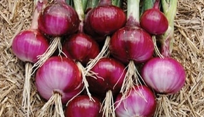 Budidaya Bawang Merah TSS ( Dinas Pertanian dan Pangan Kab.Demak)