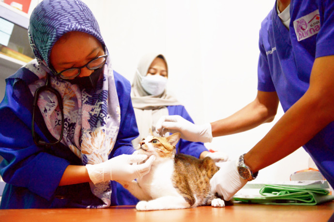 PERIKSA: Sejumlah dokter hewan saat melakukan pemeriksaan terhadap kucing sebelum tindakan kastrasi dalam rangka Hari Rabies Sedunia, Sabtu (8/10). ARIEF NUGROHO/PONTIANAK POST