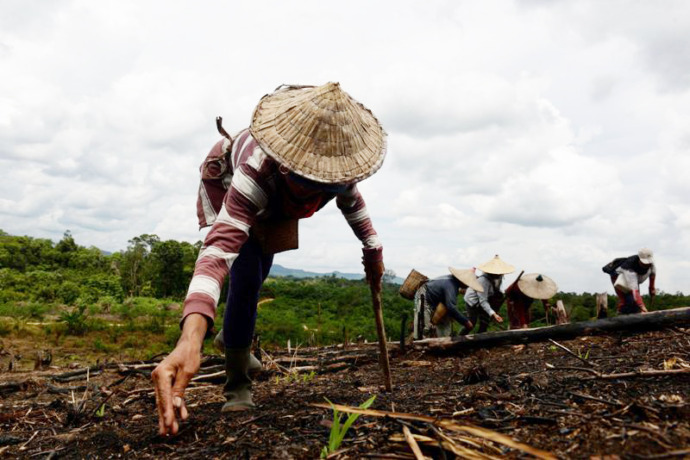 Nugal berarti menanam padi di ladang. Aktivitas ini jamak dilakukan oleh masyarakat adat di Kalimantan Barat. Namun, tak jarang aktivitas nugal dikaitkan sebagai penyebab kebakaran hutan dan lahan. ARIEF NUGROHO/PONTIANAK POST