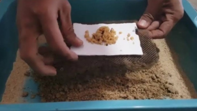 Maggot yang menjadi pengurai sampah organik (Istimewa)