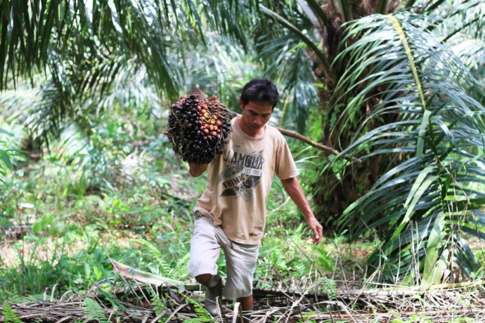 PANEN : Seorang petani sawit tengah memanen Tandan Buah Segar. Mayoritas penduduk di Desa Mondi merupakan petani sawit swadaya. Mereka menanam sejak tahun 2014. SITI/PONTIANAKPOST