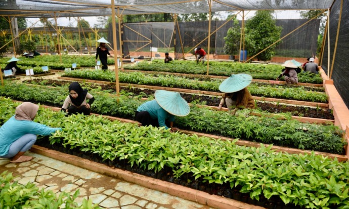 UPAYA REHABILITASI: Sejumlah pekerja sedang menyiang rumput di tempat penyemaian permanen yang dikelola BPDAS Kapuas Kalimantan Barat di Sungai Selamat, Pontianak Utara, Selasa (11/10). (Arief Nugroho/Pontianak Post)